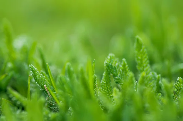 Čerstvý jarní zelené trávě, přírodní pozadí — Stock fotografie