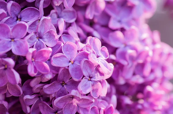 Primavera fiori lilla, astratto naturale morbido sfondo floreale — Foto Stock