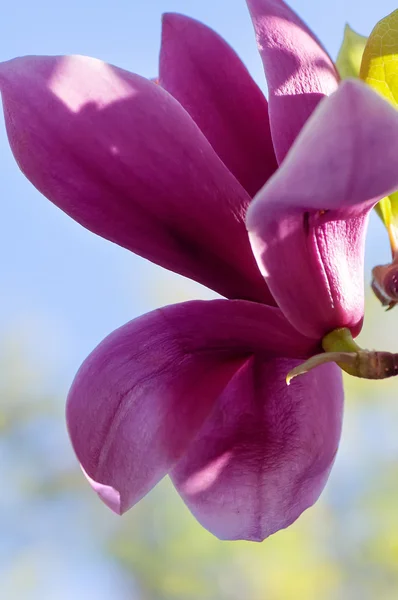 Spring magnolia  flowers — Stock Photo, Image