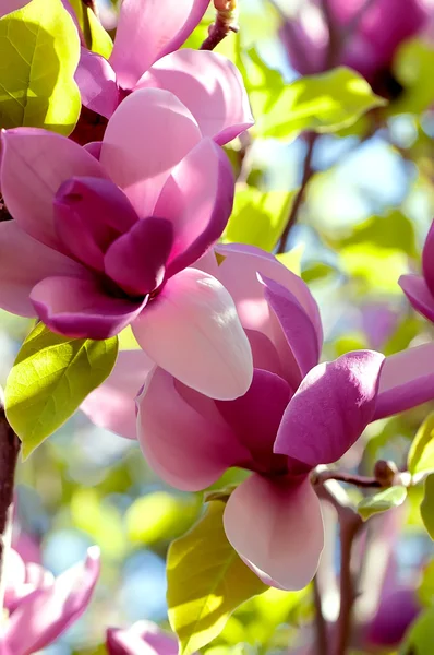 Frühlingsmagnolienblüten — Stockfoto