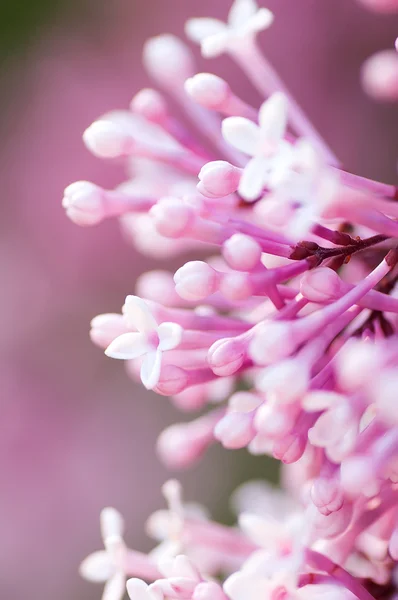 Primer plano flores de color rosa lila, natural abstracto suave respaldo floral — Foto de Stock