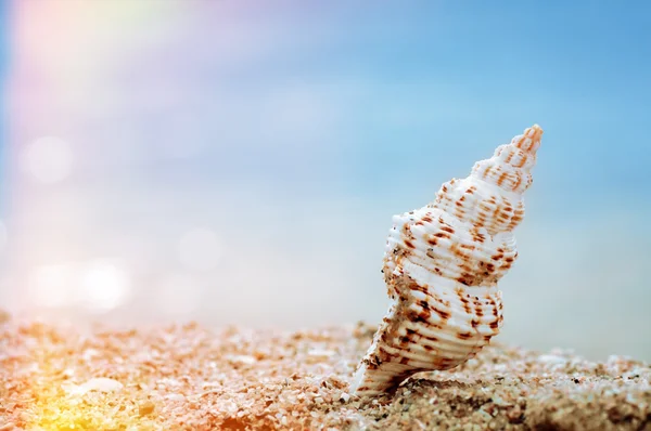 Closeup τροπικό κέλυφος σε αμμώδη παραλία sunny, φυσικό καλοκαίρι πίσω — Φωτογραφία Αρχείου