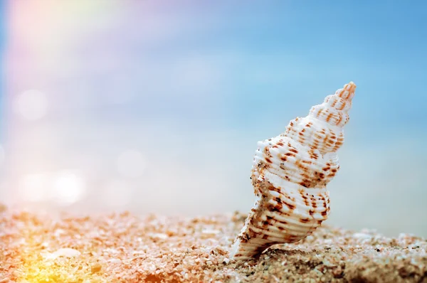 Closeup tropical shell on sandy sunny beach, natural summer back — Stock Photo, Image