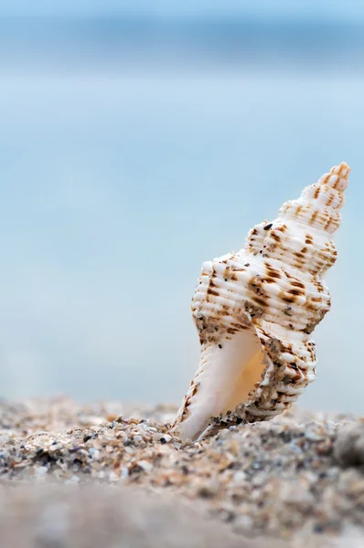 Closeup tropical shell on sandy sunny beach, natural summer back — Stock Photo, Image