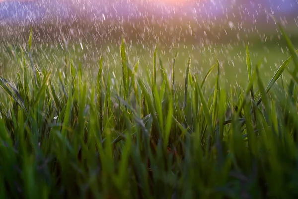 Lluvia, hierba, rocío, macro, verde, verano, naturaleza, medio ambiente, dro — Foto de Stock