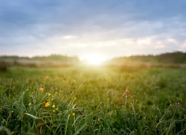 Tôt le matin champ de fleurs, fond naturel d'été — Photo