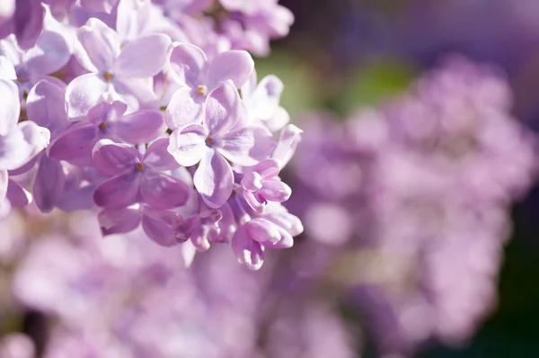 Primavera fiori lilla, astratto naturale morbido sfondo floreale — Foto Stock