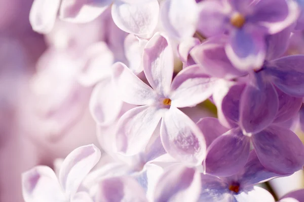 Lente lila bloemen, natuurlijke abstracte zachte floral achtergrond — Stockfoto