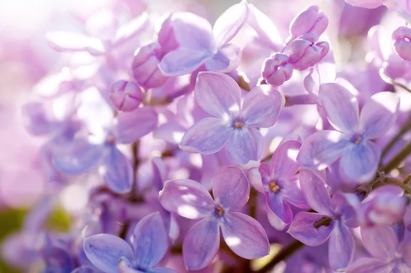 Primavera fiori lilla, astratto naturale morbido sfondo floreale — Foto Stock