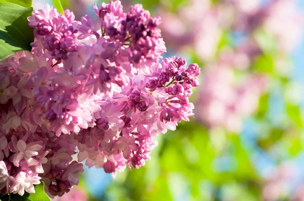 Lente lila bloemen, natuurlijke abstracte zachte floral achtergrond — Stockfoto