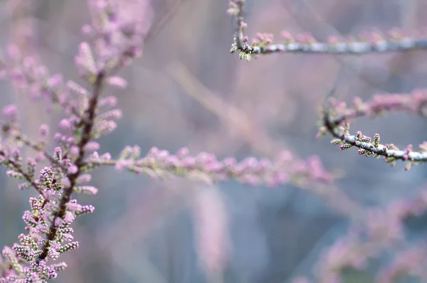 春天开花的树，自然抽象软花卉背景 — 图库照片