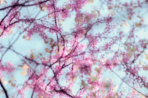 Весняне квітуче дерево, природний абстрактний м'який квітковий фон — стокове фото