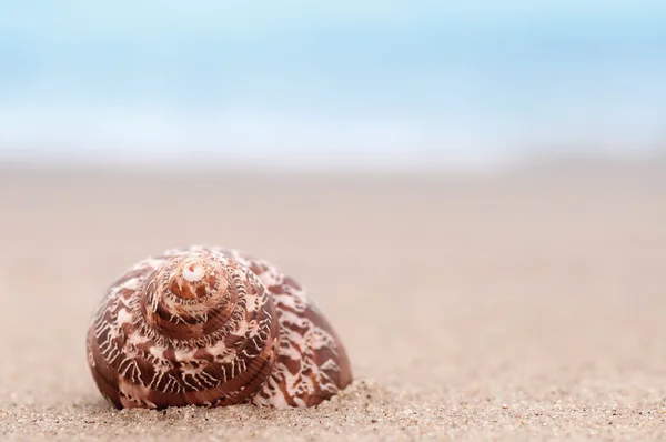 Closeup troical shell on sunny beach, natural summer background — Stock Photo, Image