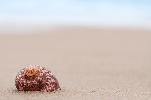 Closeup tropical shell on sandy sunny beach, natural summer back — Stock Photo, Image