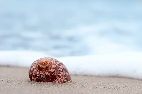 Closeup troical shell on sunny beach, natural summer background — Stock Photo, Image