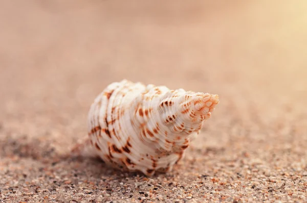 Closeup troical shell on sunny beach, natural summer background — Stock Photo, Image