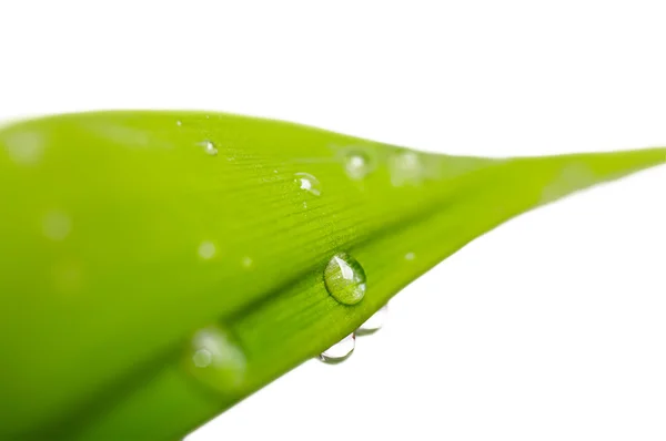 Dew water drops on green leaf isolated on white background — Stock Photo, Image