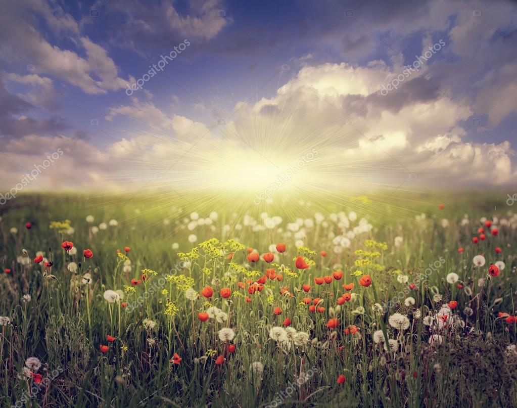 Rural flowers on spring field, natural retro vintage grange back — Stock  Photo © ver0nicka #73135607, image size:1023x807