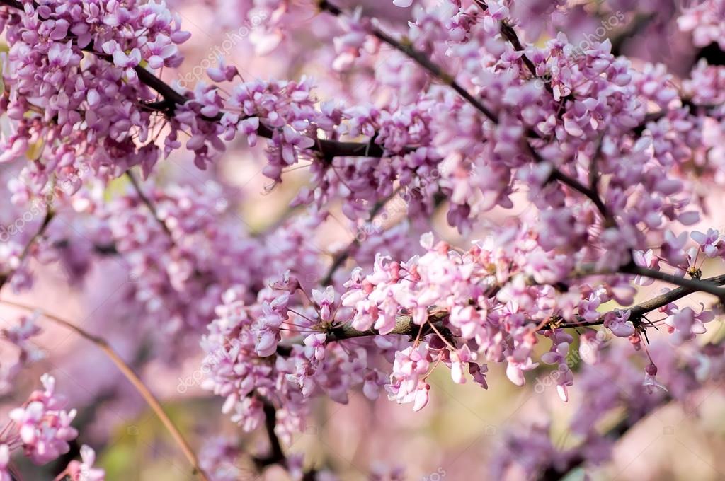 Fotos de Ipê rosa, Imagens de Ipê rosa sem royalties | Depositphotos