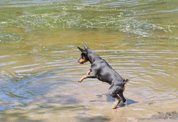 Egy Miniatűr Pinscher Úszik Folyóban Egy Napos Nyári Nap Tengerpart — Stock Fotó