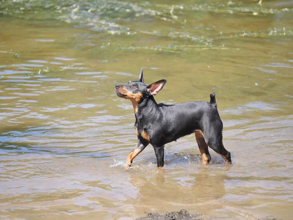 Egy Miniatűr Pinscher Úszik Folyóban Egy Napos Nyári Nap Tengerpart — Stock Fotó