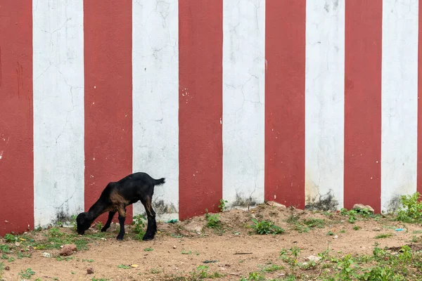 Mayiladuthurai Tamil Nadu India February 2020 Goat Grazes Grass Growing — Fotografia de Stock