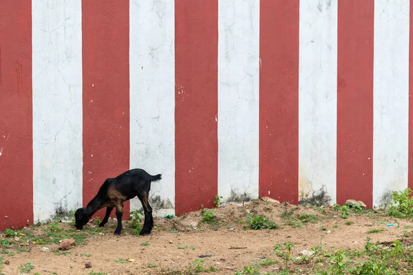 Mayiladuthurai Tamil Nadu India February 2020 Goat Grazes Grass Growing ロイヤリティフリーのストック写真