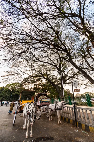 インド カルナータカ州マイスール2019年1月 マイソール市内の街路樹の下にカラフルな馬車が停まっている — ストック写真