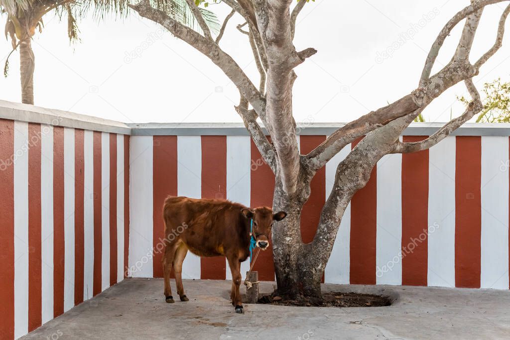 A cow tied to a tree in an ancient Hindu temple with red striped walls in the Chamundi Hills in the city of Mysore, India.