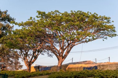 Mysore, Karnataka, Hindistan - Ocak 2019: Bir Samanea Saman namı diğer Chamundi Hills bölgesindeki Yağmur Ağacı.