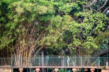 Bangalore, Karnataka, Hindistan - Ocak 2019: Bengaluru kentindeki Lalbagh Botanik Bahçeleri 'nde uzun bir bambu ağacının altında eski bir köprü.