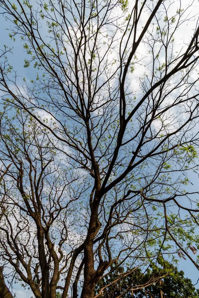 Bare Branches Rain Trees Aka Samanea Saman Sunny Blue Sky — Foto de Stock