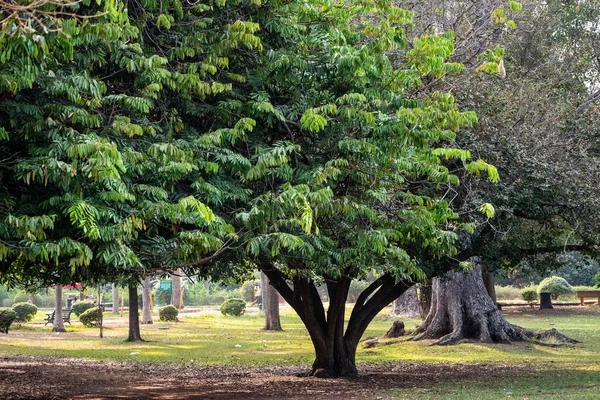 Green Leaves Ashoka Tree Beautiful Lalbagh Botanical Gardens City Bengaluru — стокове фото
