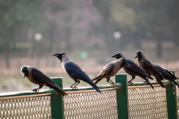Murder Crows Oerched Lakeside Fence Lalbagh Botanical Gardens City Bangalore — Zdjęcie stockowe