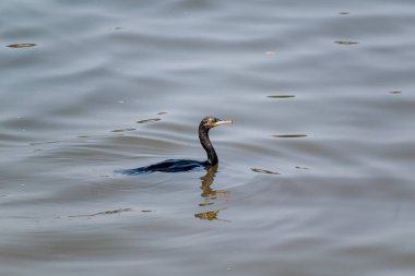 Küçük bir karabatak, nam-ı diğer Microcarbo Nijer Güney Hindistan 'daki Karnataka kıyılarında bir nehrin sularında yüzüyor..