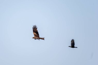 Siyah bir uçurtma, nam-ı diğer Milvus migrans gökyüzünde sıradan bir karga ile uçuyor..
