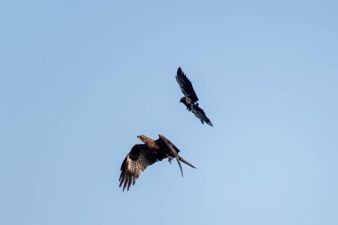 Siyah bir uçurtma, nam-ı diğer Milvus migrans gökyüzünde sıradan bir karga ile uçuyor..