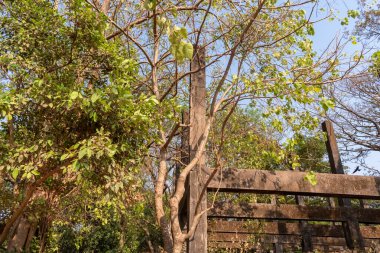 Ağaçlar ve yapraklar eski bir kırsal yapının taş çerçevelerinin üzerinde büyüyor..