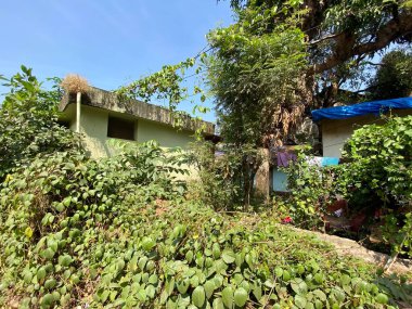 Mangalore, Hindistan - 16 Ocak 2023: Eski bir evin üzerinde yeşil bitkiler ve sarmaşıklar büyüyor.