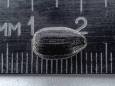 Beyaz arkaplanda ayçiçeği tohumları.