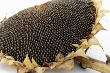 Beyaz arka planda çekirdekleri olan ayçiçeği başı.