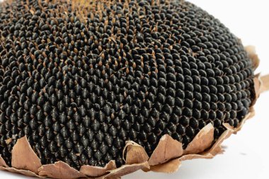 Beyaz arka planda çekirdekleri olan ayçiçeği başı.