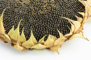 Elinde çekirdekler olan ayçiçeği başı..