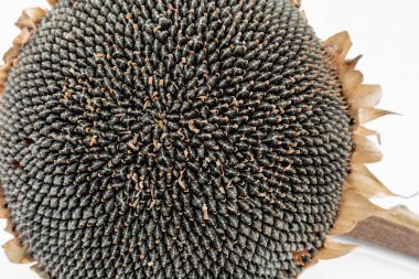 Beyaz arka planda çekirdekleri olan ayçiçeği başı.