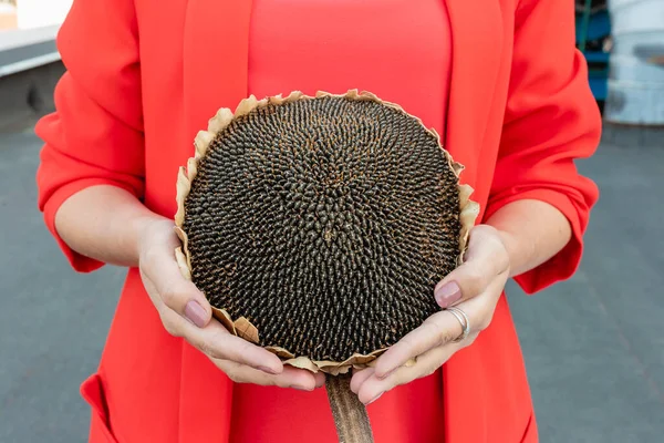 Sunflower head with seeds in hands.