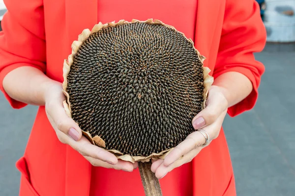 Sunflower head with seeds in hands.