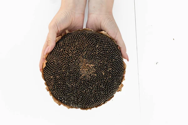 Sunflower head with seeds in hands.