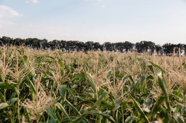 Olgun mısır tarlası Yaz Ağustos