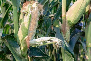 Olgun mısır tarlası Yaz Ağustos