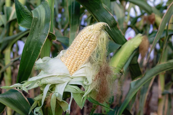 Ripe corn field Summer August